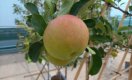 De 7 leukste zomerappels die je in je eigen tuin kunt kweken