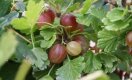 De 5 leukste vergeten fruitsoorten om zelf in je tuin te kweken