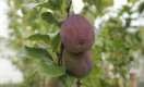 De klassiekers in de fruittuin: waarom plant iedereen deze fruitbomen aan?