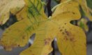 Gele bladeren aan je fruitboom in de zomer? Dit is er aan de hand