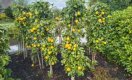 Zuilfruitbomen snoeien