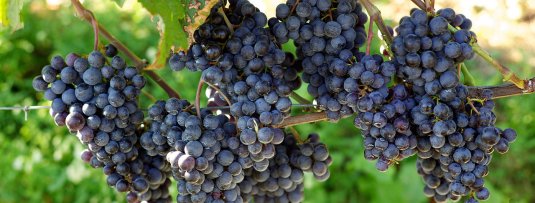 Druivenplanten; een eetbare erfafscheiding