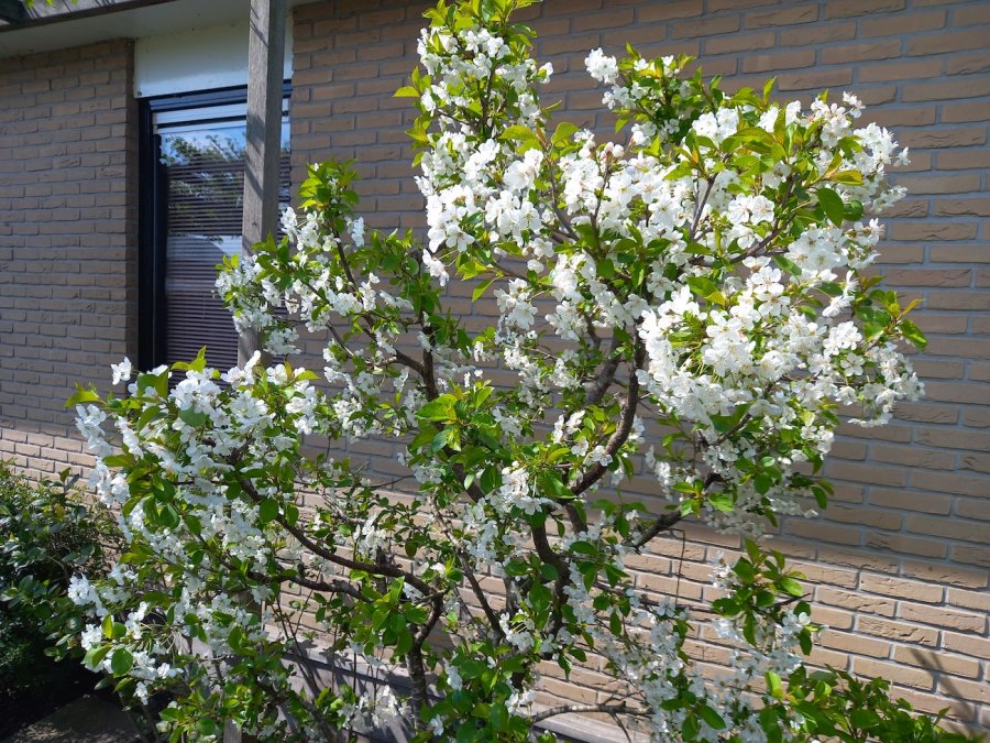 Een Dubbele Meikers boom vol in bloei