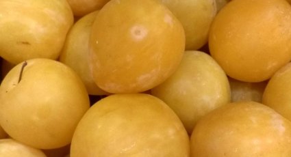 Pruimenboom 'Golden Japan' vanaf € 19,99 Pruimenbomen