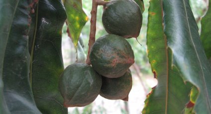 Macadamianotenboom - vanaf € 55,00 - Bijzondere Mediterranen en Exoten