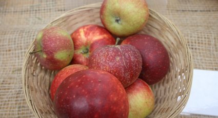 Appelboom 'Ingrid Marie' - vanaf € 22,99 - Consumptieappelbomen