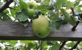 Appelbomen met oude appelrassen