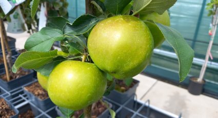 Appelboom 'Greencats' - vanaf € 19,99 - Consumptieappelbomen