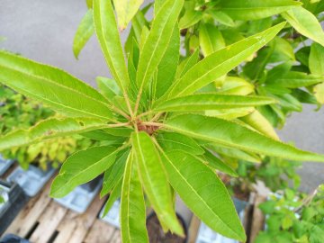 Opvallend smal en puntig blad van een amandel