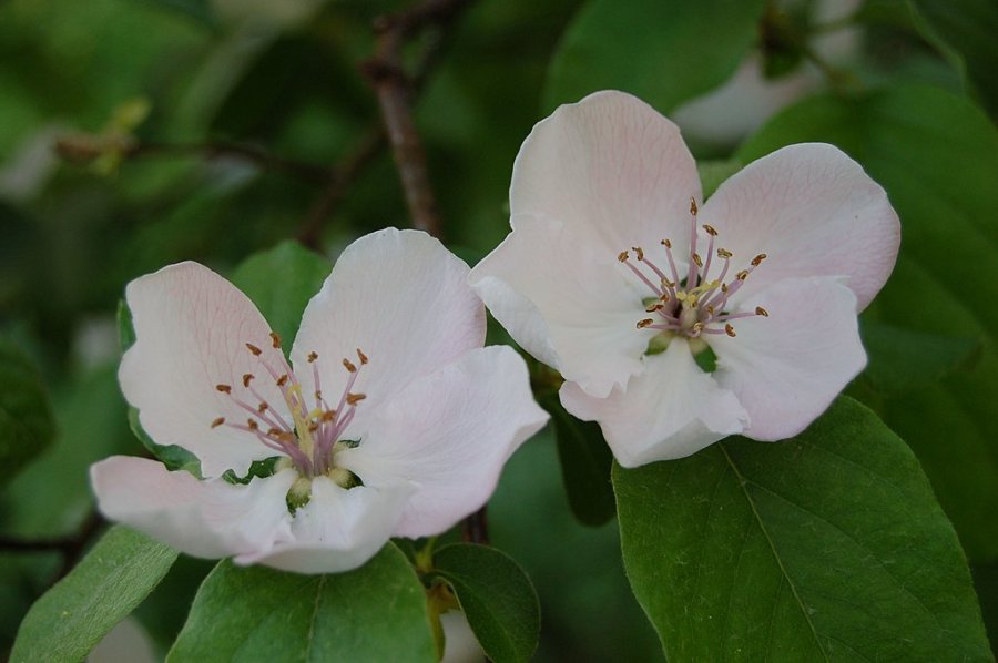 Close-up van bloemen van de kweepeerboom