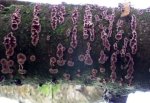 Loodglans aantasting bij kers