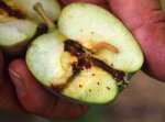 Fruitmot in appel