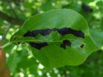 Blad aangetast door perenschurft
