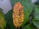 Bladvlekkenziekte op blad kers