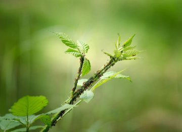 Bladluizen op blad van een bramenstruik