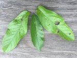 Blad kers met hagelschotziekte aantasting