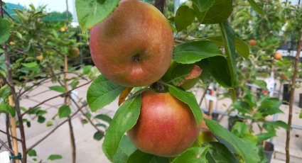 Appelboom 'Selena' - vanaf € 22,99 - Consumptieappelbomen