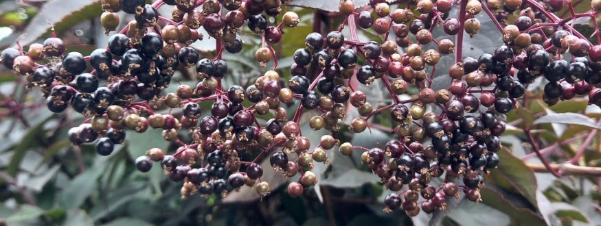 Roodbladige Vlierbes 'Black Beauty' Vlier 'Black Beauty'