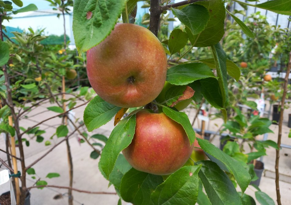 Welke appels vind ik lekker? Alle appelsoorten en hun smaak op een rij Blog
