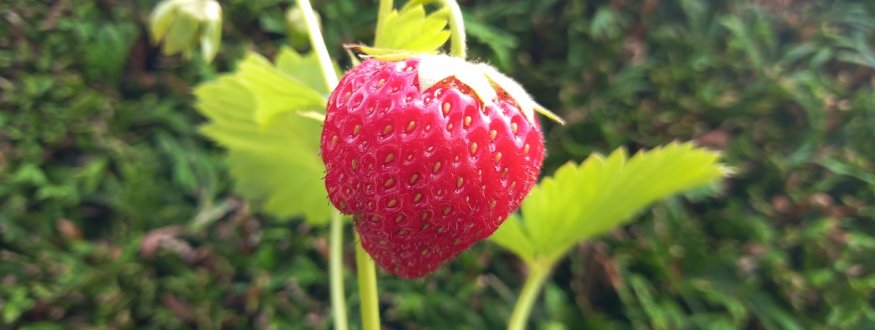 Aardbei ‘Korona’ Aardbei ‘Korona’