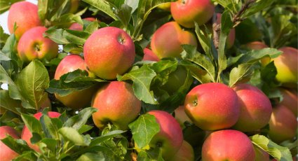 Appelboom 'Elstar' - vanaf € 17,99 - Consumptieappelbomen