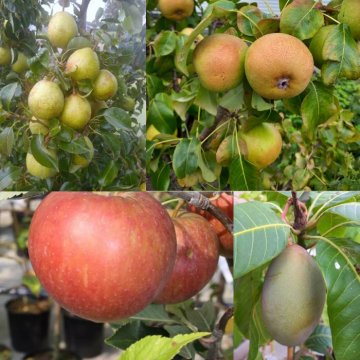 Collage van fruit van fruitbomen