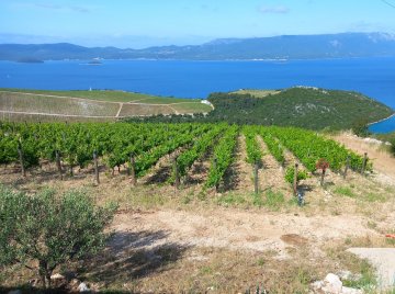 Wijngaard met druiven in Guyot-vorm in Kroatie