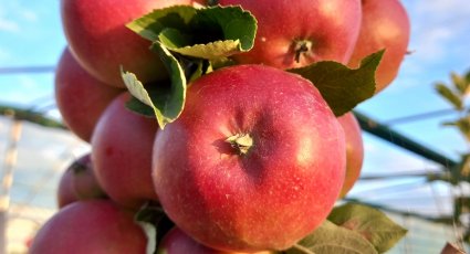 Appelboom 'Ecolette' - vanaf € 17,99 - Consumptieappelbomen
