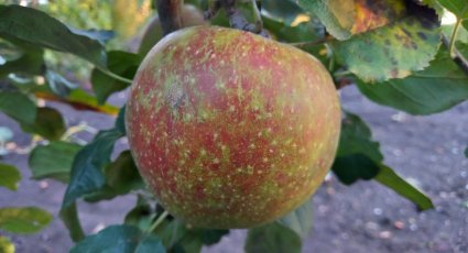 Appelboom 'Rode Boskoop' (Goudreinet) - vanaf € 16,99 - Consumptieappelbomen