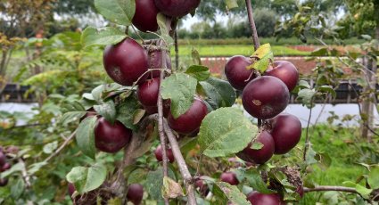 Appelboom 'Api Noir' - vanaf € 8,99 - Consumptieappelbomen