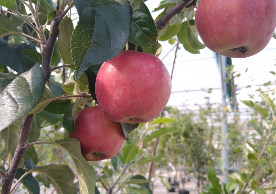 5 leukste oudhollandse appels om in de tuin te hebben