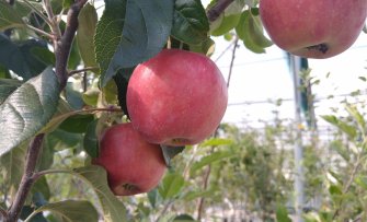 5 leukste oudhollandse appels om in de tuin te hebben