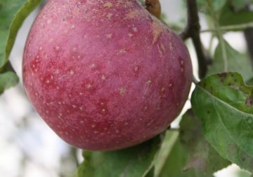 Sterappel aan boom