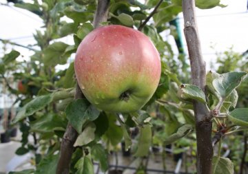 Glorie van Holland aan boom