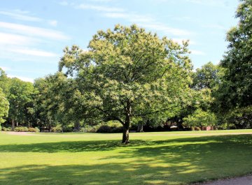 Een kastanjeboom