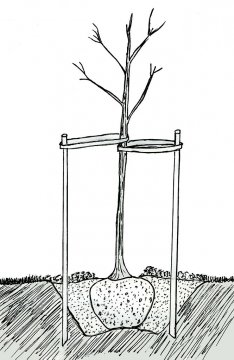 Diagram van een correct geplaatste boompaal. Dvortygirl / CC BY-SA 3.0