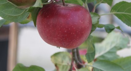 Appelboom 'Red Devil' - vanaf € 19,99 - Consumptieappelbomen