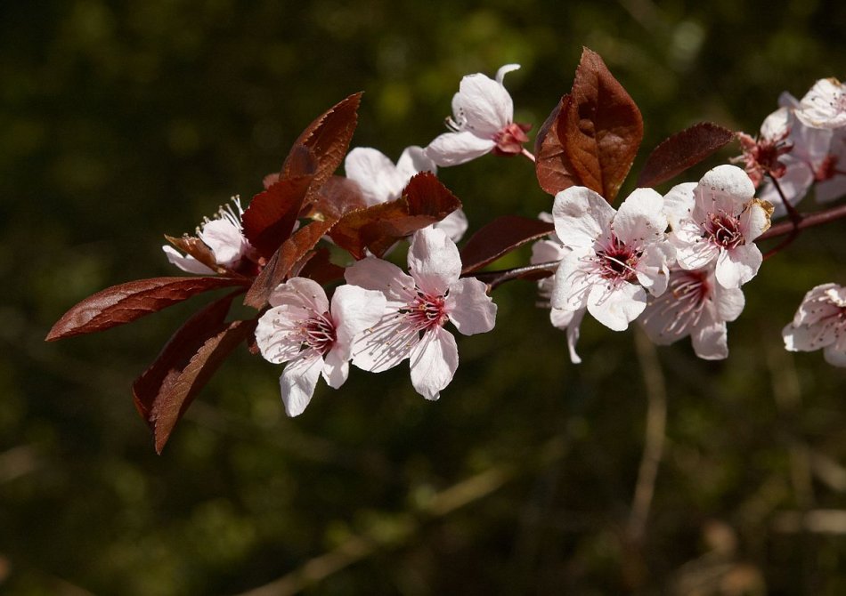 De 5 mooiste fruitbomen met rood blad