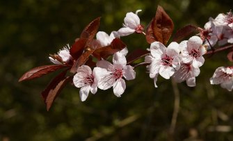 De 5 mooiste fruitbomen met rood blad
