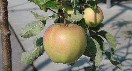 Appelboom 'Pinova' - vanaf € 18,99 - Consumptieappelbomen