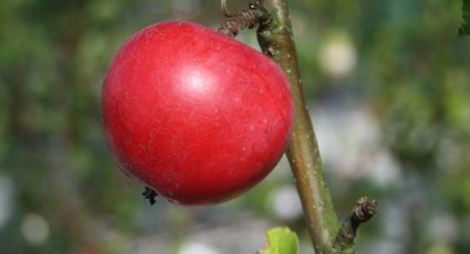 Appelboom 'Roda Mantet' - vanaf € 19,99 - Consumptieappelbomen