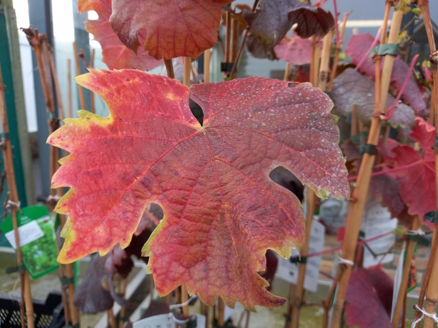 Rode herfstkleur van druif Dornfelder
