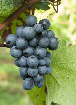 Druiven van blauwe wijndruif Rondo