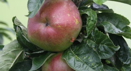 Appelboom 'McIntosh' - vanaf € 18,99 - Consumptieappelbomen