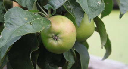 Appelboom 'Gold <em>Sensation</em>' - vanaf € 18,99 - Consumptieappelbomen