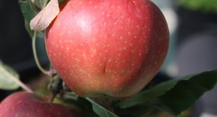 Appelboom 'Gala' - vanaf € 18,99 - Consumptieappelbomen