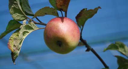 Appelboom 'Jasappel' - vanaf € 19,99 - Consumptieappelbomen