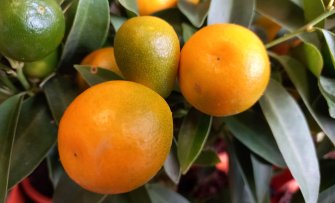 De 6 leukste citrusvruchten voor in jouw tuin