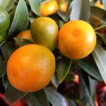 De 6 leukste citrusvruchten voor in jouw tuin