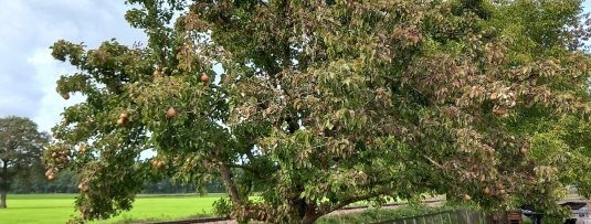 De 5 mooiste grote fruitbomen voor de grote tuin